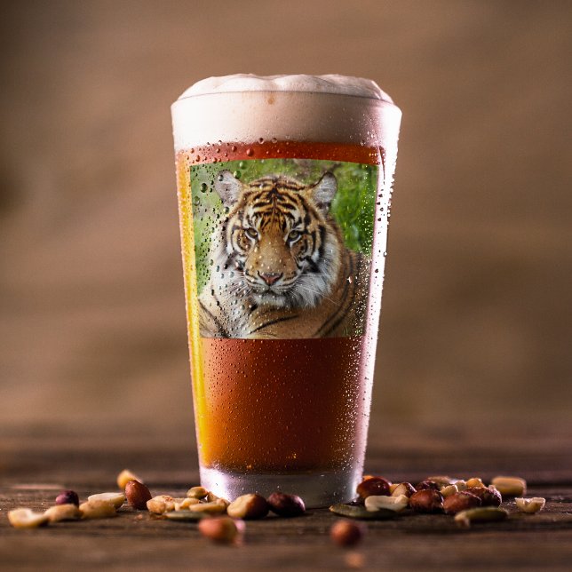 Foto del tigre del gato grande de Sumatra (In Situ Beer)