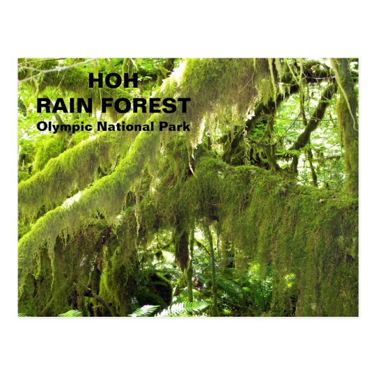 Foto del viaje de la selva tropical de Hoh Postal