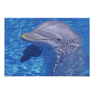 Foto Delfín Mular, Tursiops Truncatus