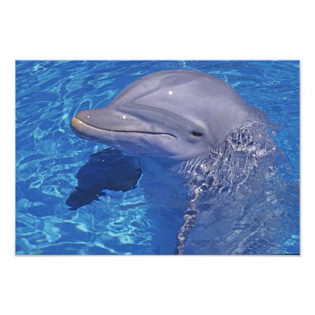 Foto Delfín Mular, Tursiops Truncatus (Frente)