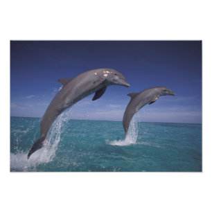 Foto delfines de bottlenose del Caribe