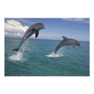 Foto delfines de bottlenose del Caribe