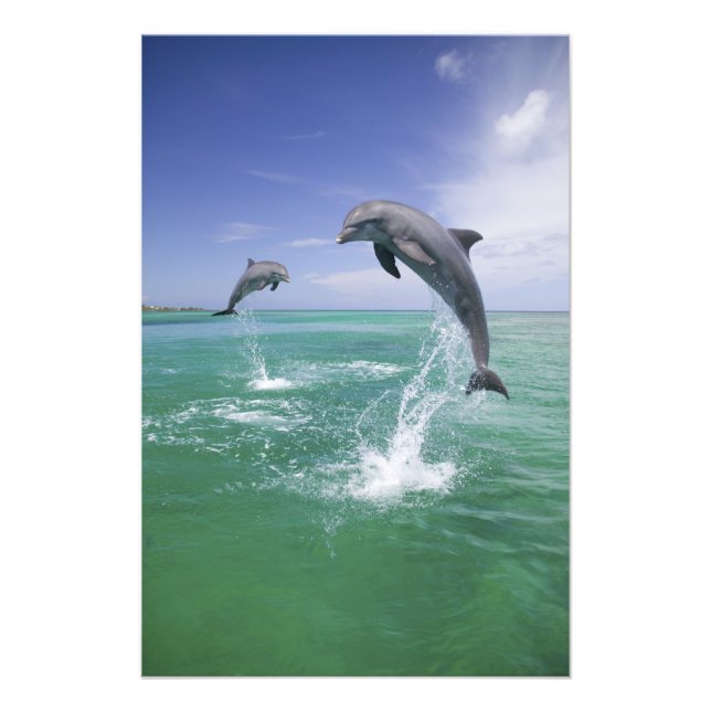 Foto Delfines mulares Tursiops truncatus (Frente)