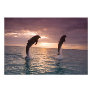 Foto Delfines mulares Tursiops truncatus