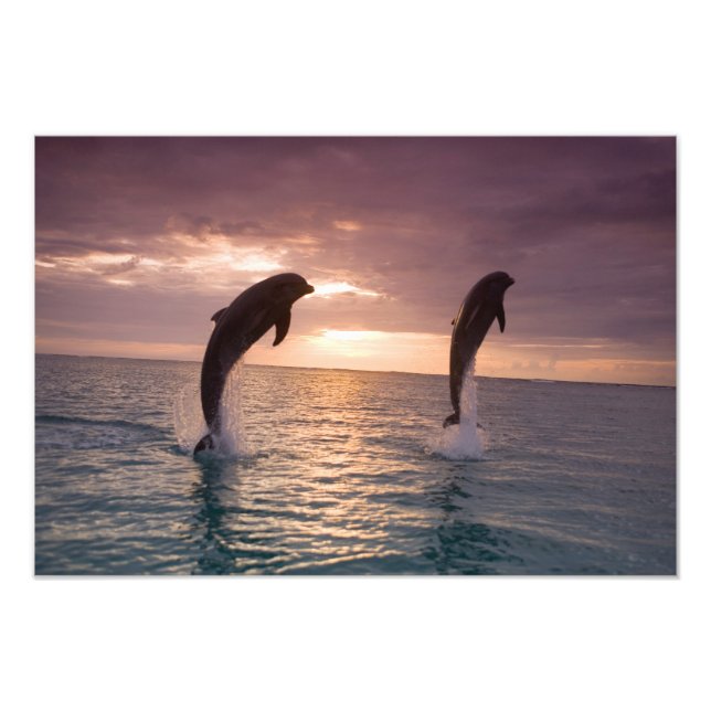 Foto Delfines mulares Tursiops truncatus (Frente)