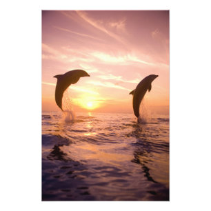 Foto Delfines mulares Tursiops truncatus