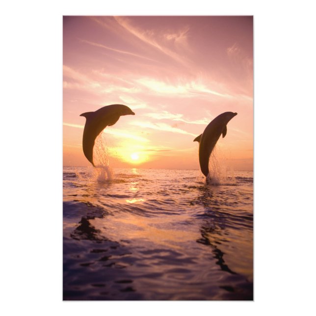 Foto Delfines mulares Tursiops truncatus (Frente)