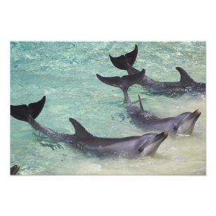 Foto Delfines, Sea World, Costa de Oro, Queensland,
