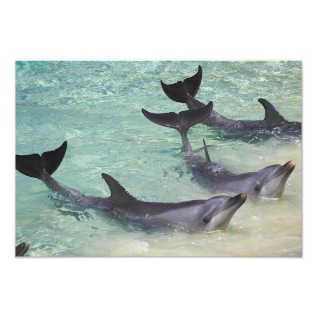 Foto Delfines, Sea World, Costa de Oro, Queensland, (Frente)