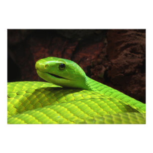Foto Dendroaspis del este Angusticeps de la mamba verde