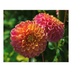 Foto Dentro del Jardín Dahlia 1