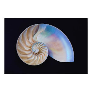 Foto Dentro Del Nautilus