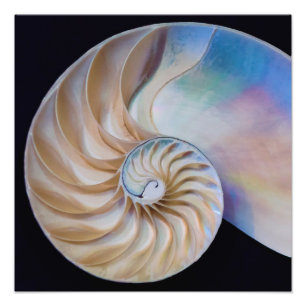 Foto Dentro Del Nautilus