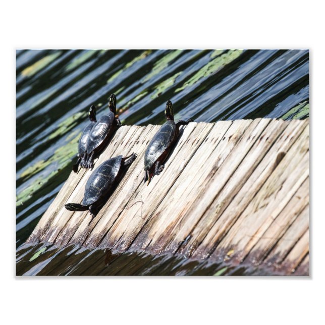 Foto Descanso de la tortuga (Frente)