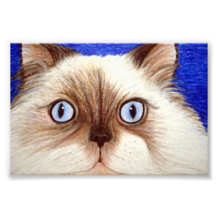 Foto Descarado el gato Himalayan impresión de 5 x 7