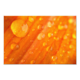 Foto Descensos en la flor anaranjada brillante
