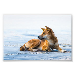 Foto Desembocadura Dingo en la playa, Isla Fraser Austr