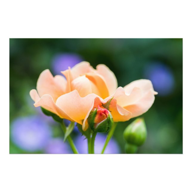 Foto deseo de desarrollo (Frente)