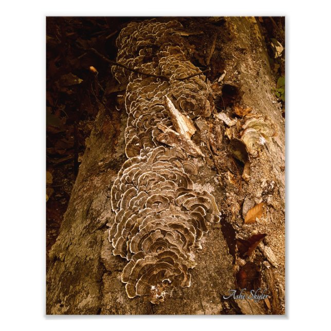 Foto Desfile de veleros (Frente)