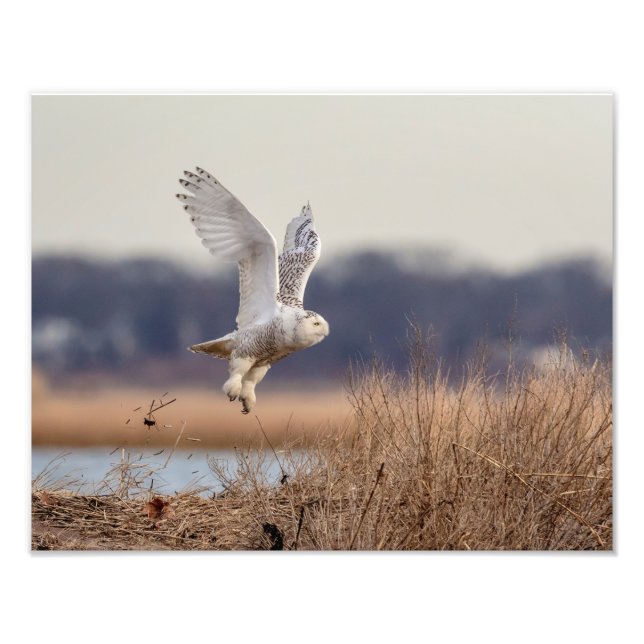 Foto Despegar lechuza de 14x11 (Frente)