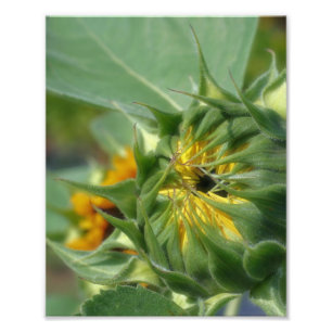 Foto Despliegue de girasol 8x10