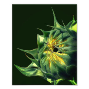 Foto Despliegue de girasol 8x10