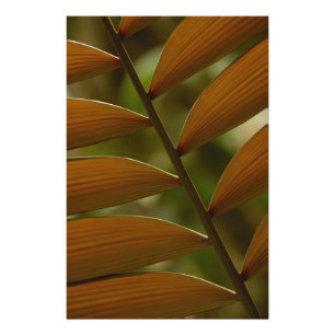 Foto Detalle de palma de sotobosque. Bosque Nuboso de M
