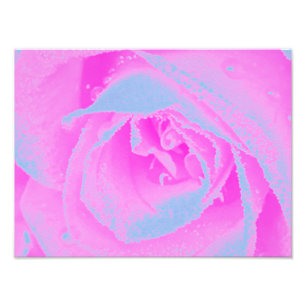Foto Detalle de rosa perfecto rosa caliente y azul clar