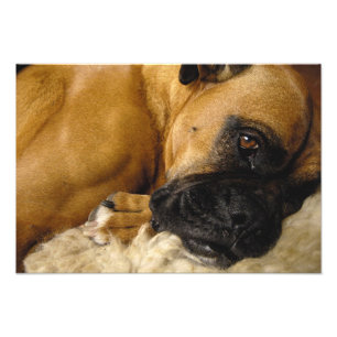 Foto Detalle de un Boxer