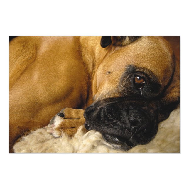 Foto Detalle de un Boxer (Frente)