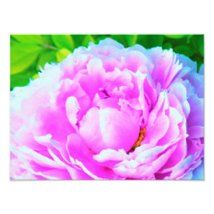 Foto Detalle impresionante de flor de peonía doble rosa