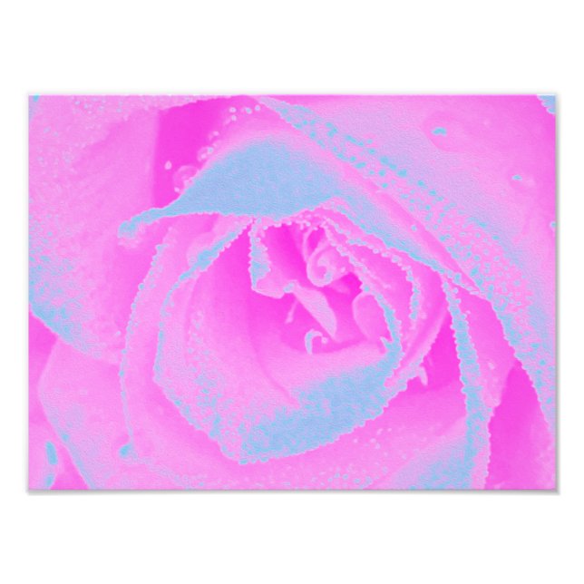 Foto Detalle perfecto de Rosa rosa y azul claro (Frente)