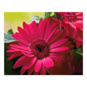 Foto Detalles de la margarita rosa