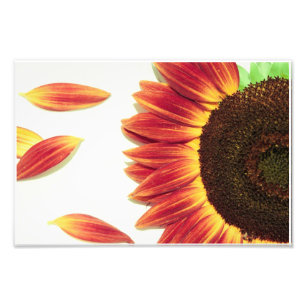 Foto Detalles rojos del girasol:  Oro y rojo