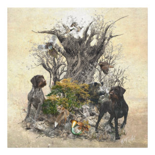 Foto Deutsch Drahthaar