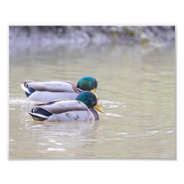 Foto Deux canards colvert (Frente)