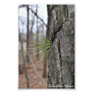 Foto Devin Michael Figueroa 00010