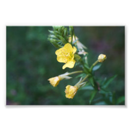 Foto Dew Drop Intimate