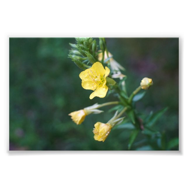 Foto Dew Drop Intimate (Frente)