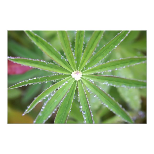 Foto Dewdrop (Frente)
