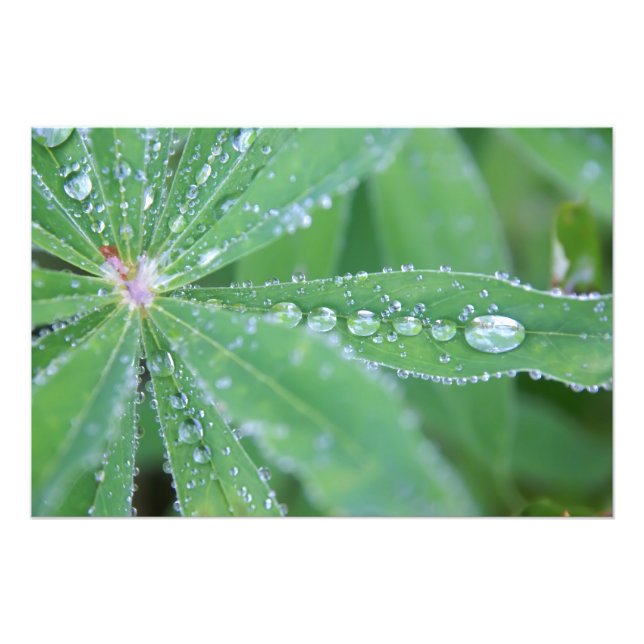 Foto Dewdrop (Frente)