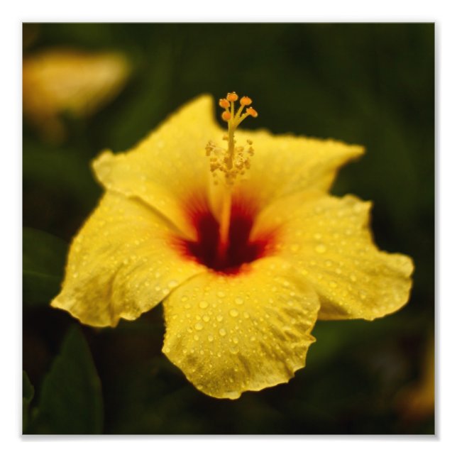 Foto Día lluvioso Hibiscus (Frente)