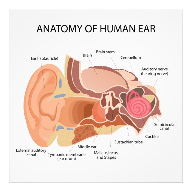 Foto Diagrama anatómico del corazón (Frente)