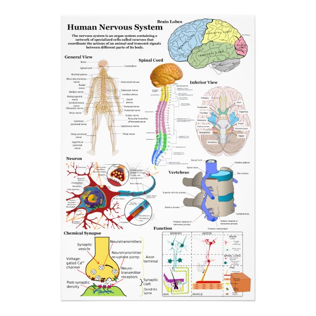 Foto Diagrama del cerebro humano y del sistema nervioso (Frente)