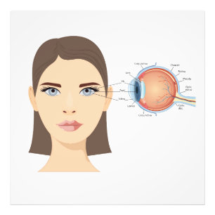 Foto Diagrama del ojo humano