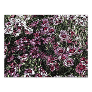 FOTO DIANTHUS