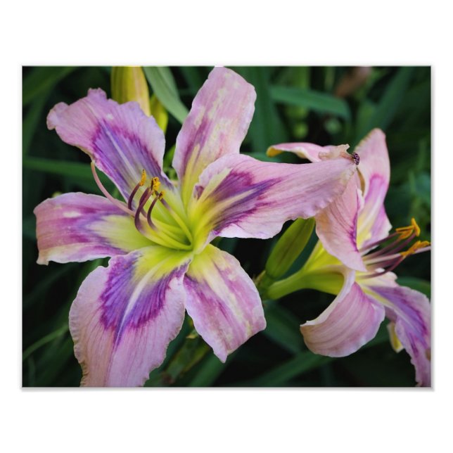 Foto Diarios de 14"x11" (Frente)