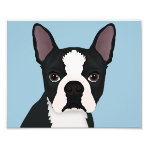 Foto dibujo animado del terrier de Boston