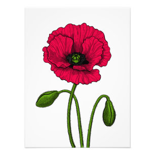 Foto Dibujo de amapola roja