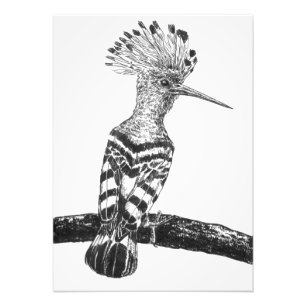 Foto Dibujo de hooposa